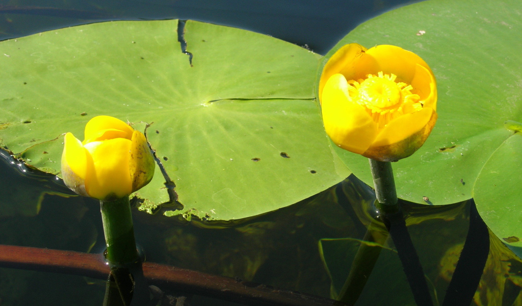 Красивый цветок кубышка на воде