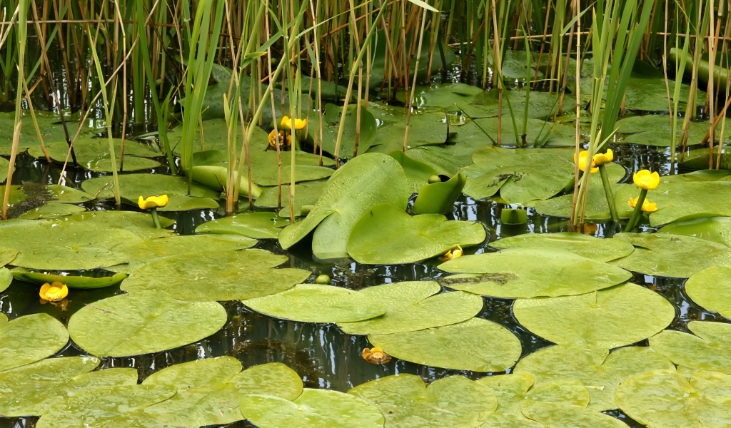 Растение кубышка на болоте
