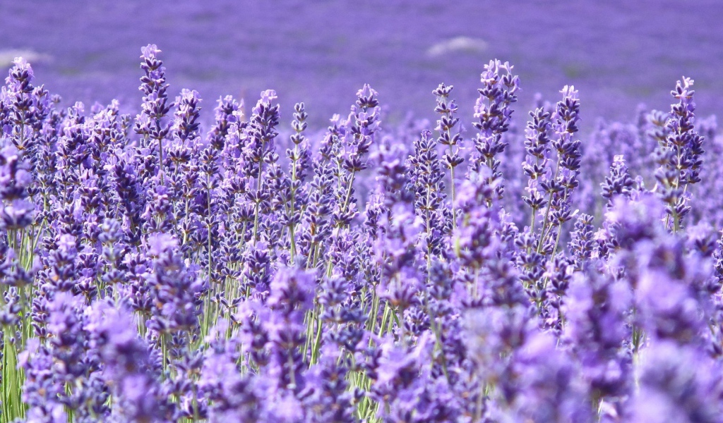 Cтепная трава