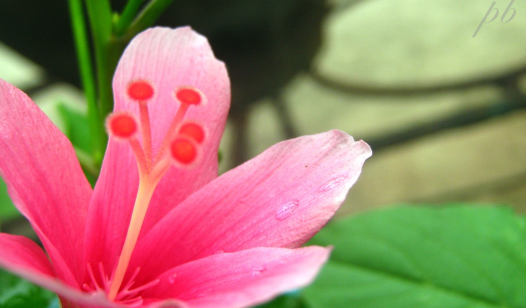 Нетронутый цветок