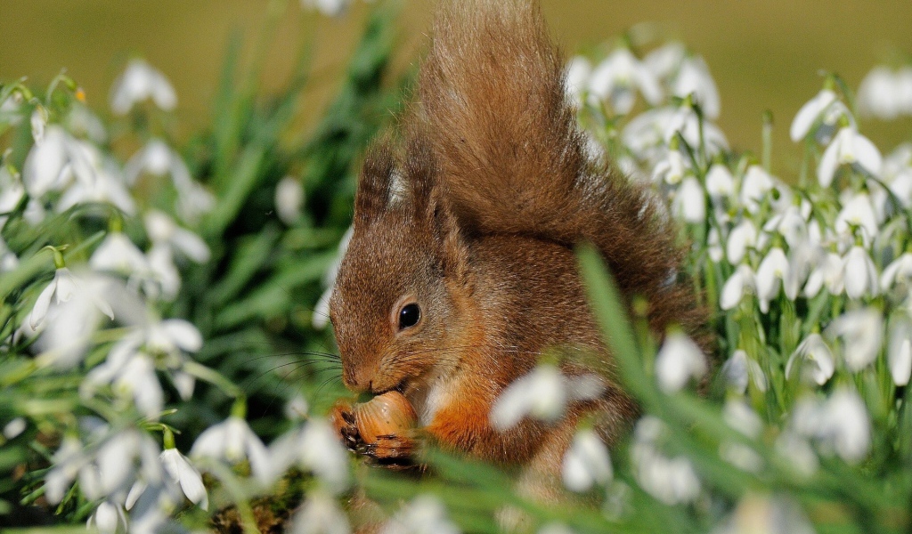 Белка и красивые цветы подснежники