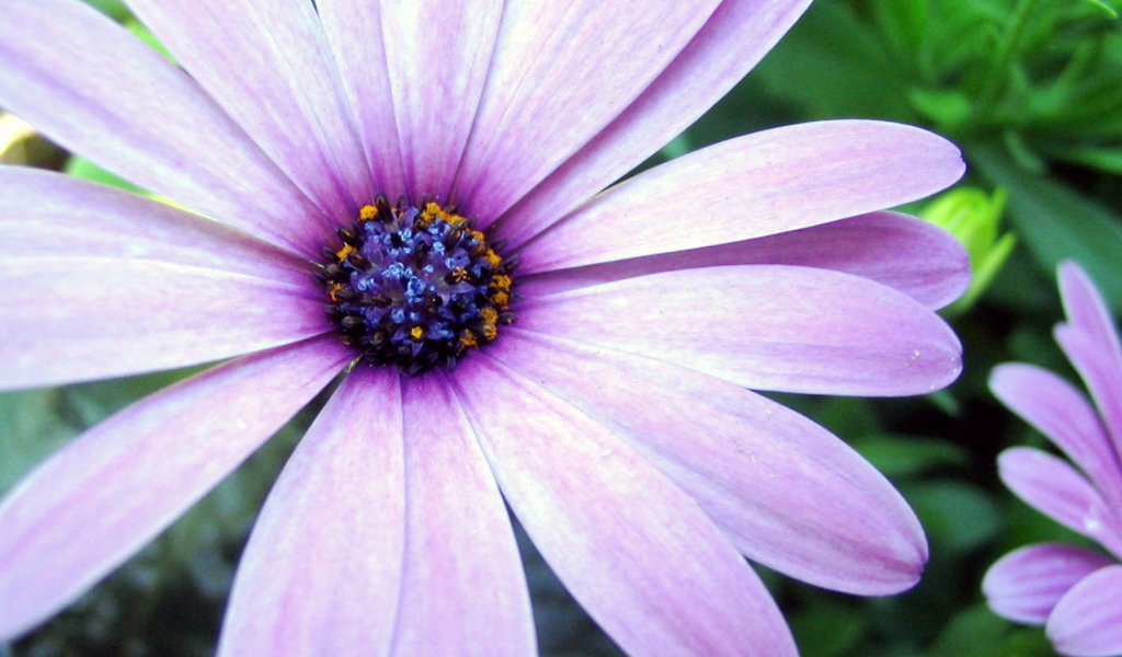 Сиреневая астра