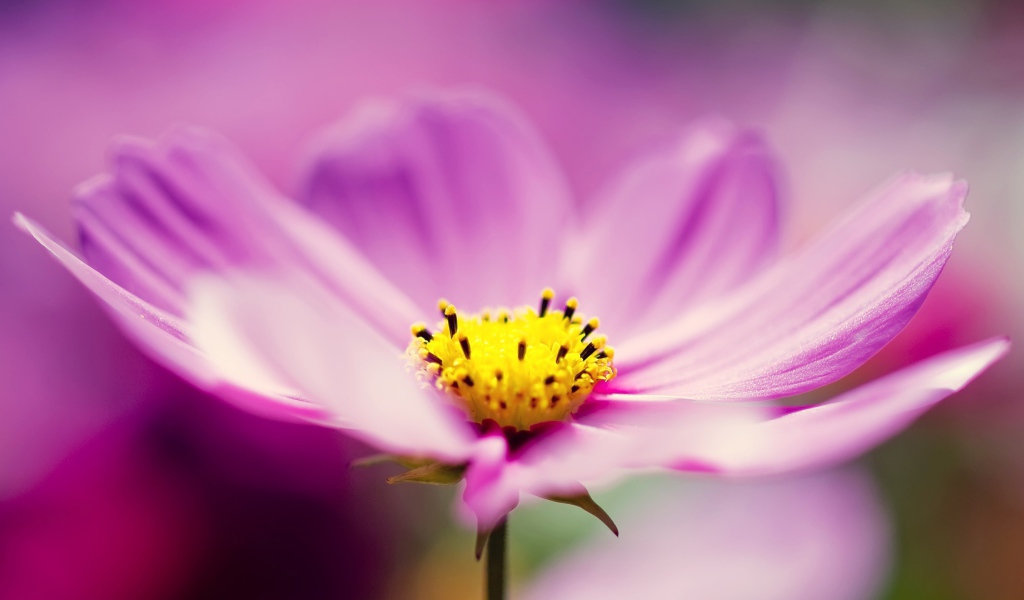 Сиреневые космические цветы