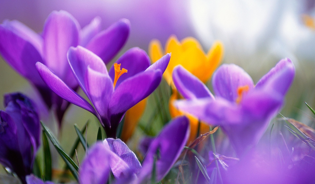 Сиреневые крокусы