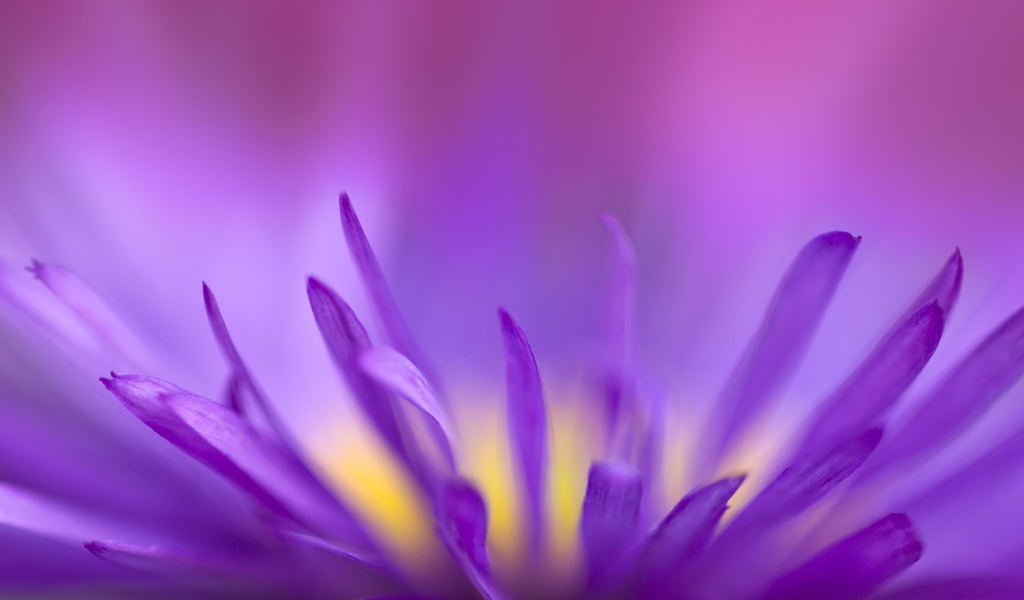 Фиолетовое пламя