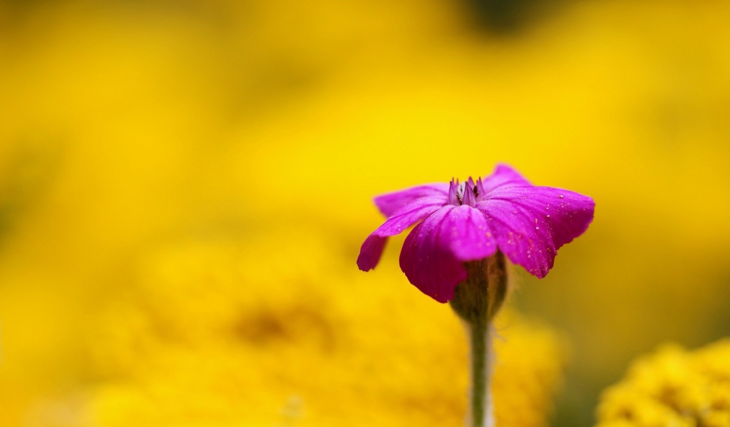 Purple flower on yellow