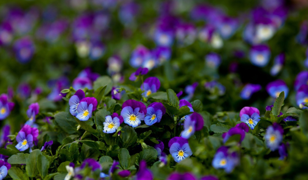 Фиолетовые цветы