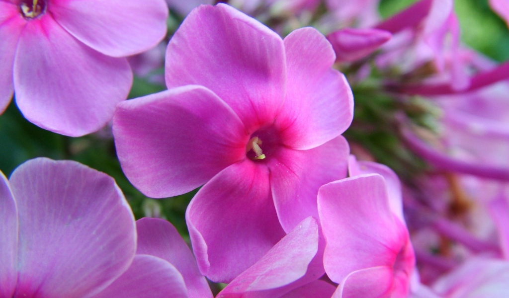 Фиолетовые цветы