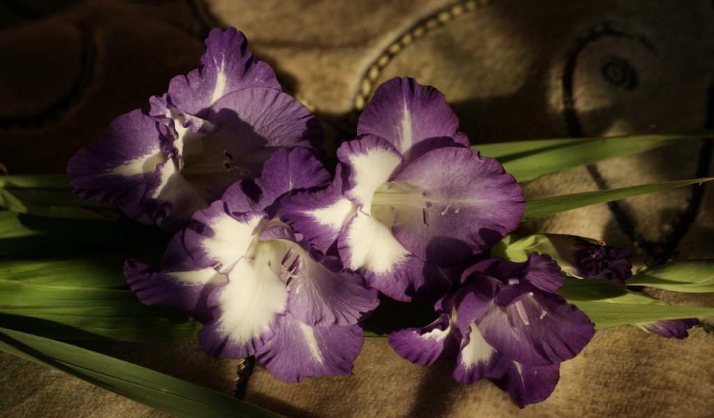 Фиолетовые цветы гладиолуса