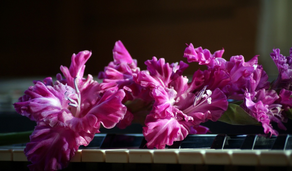 Сиреневые цветы гладиолуса