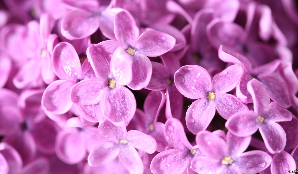 Сиреневые цветы с каплями