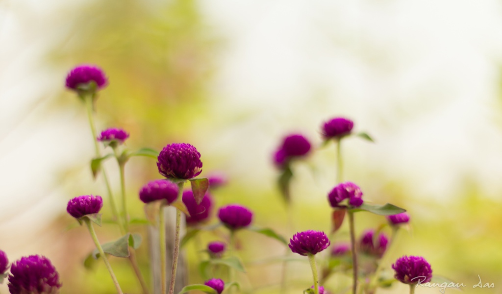 Фиолетовые садовые цветы