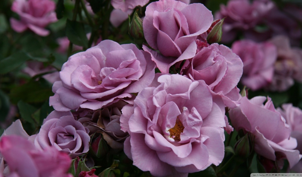 Садовые фиолетовые розы