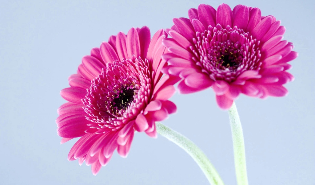 Фиолетовые герберы
