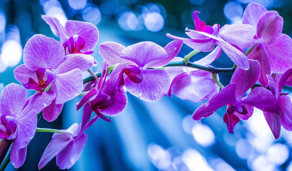 Фиолетовые цветы орхидеи