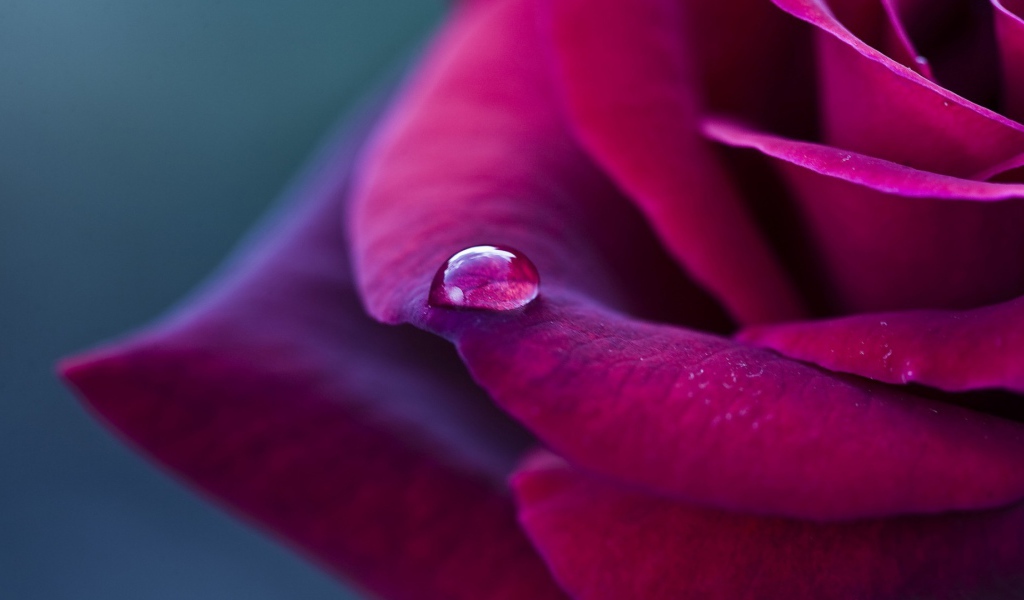 Фиолетовая роза и капелька дождя