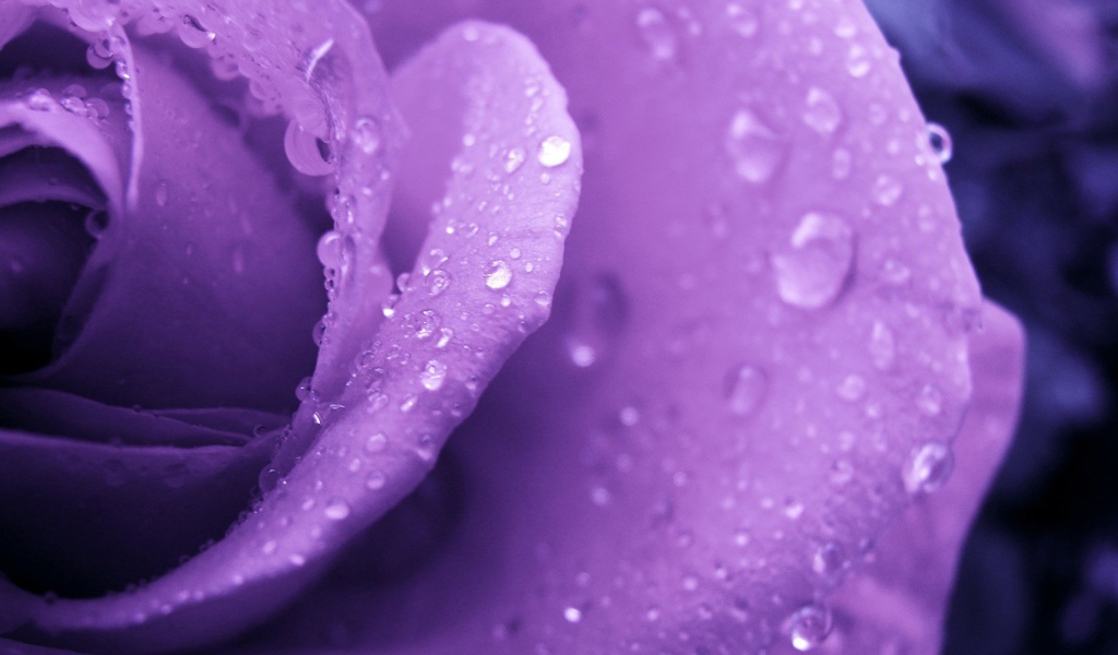 Фиолетовая роза и капельки воды