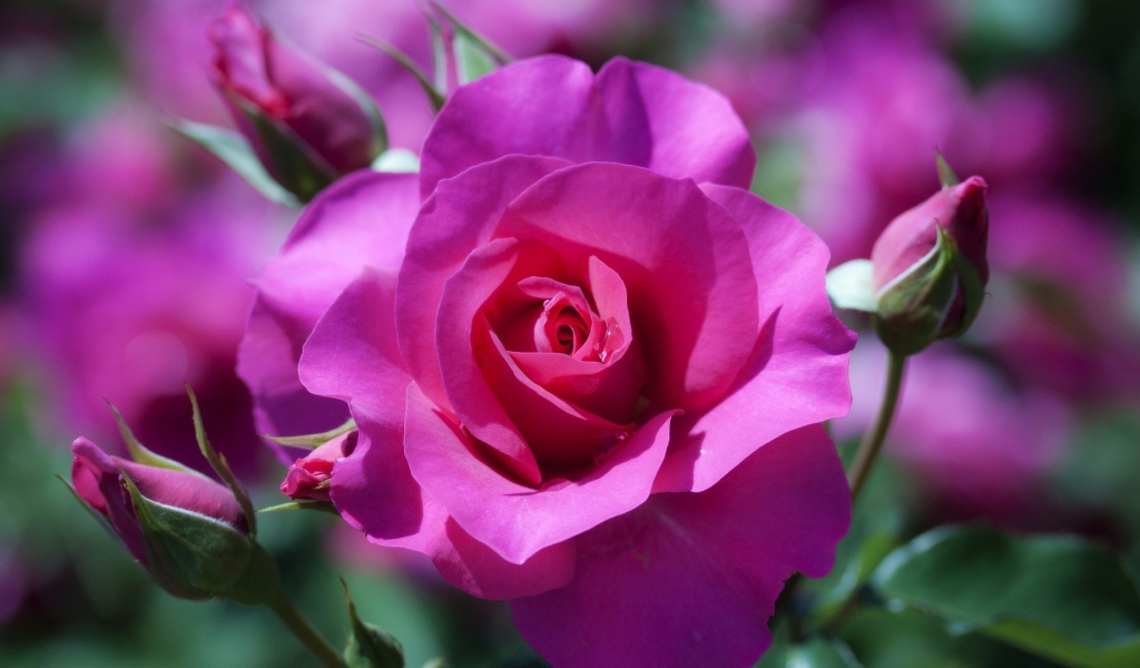 Фиолетовая роза распускается