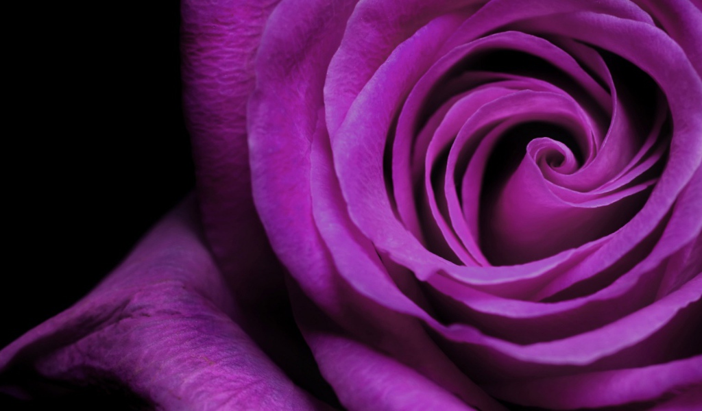 Фиолетовая роза крупным планом на чёрном фоне