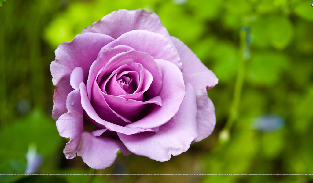 Фиолетовая роза в клумбе на фоне зелени