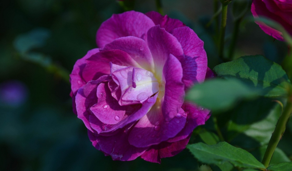 Фиолетовая роза в саду у дома