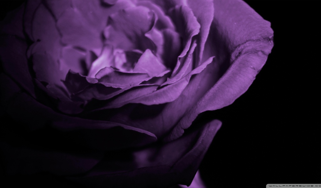 Фиолетовая роза в тени