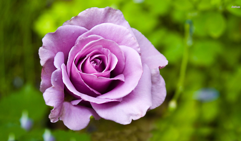 Фиолетовая роза на фоне травы