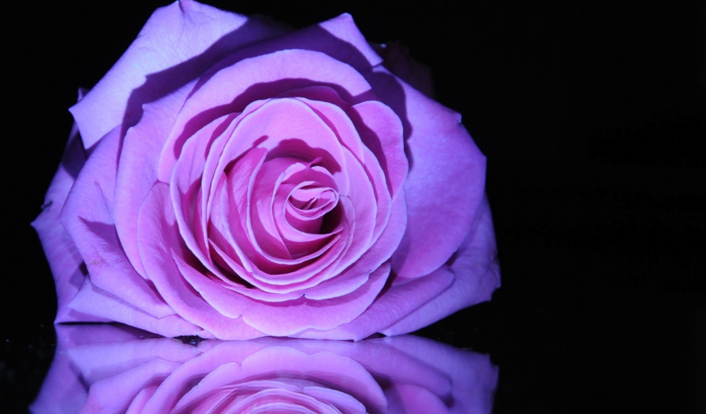 Фиолетовая роза на зеркальном столе