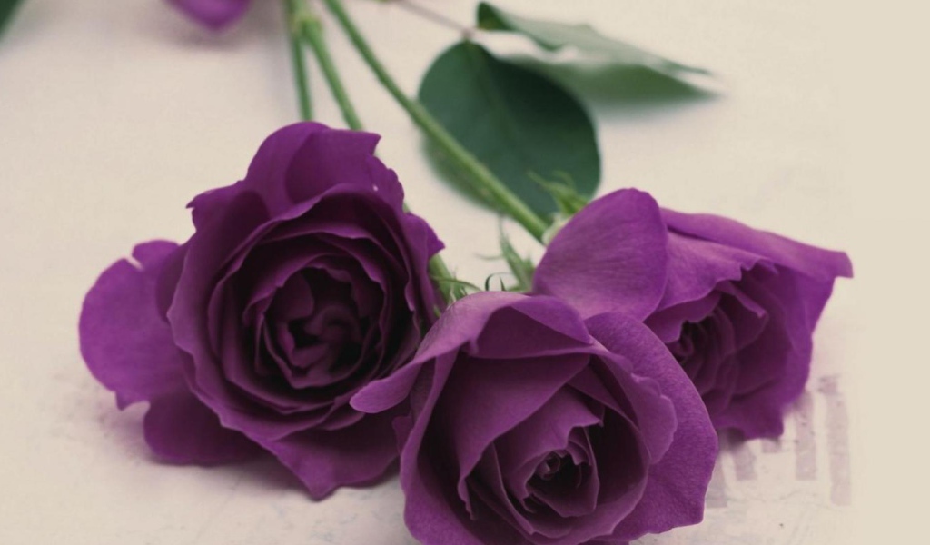 Фиолетовые розы на светлом столе