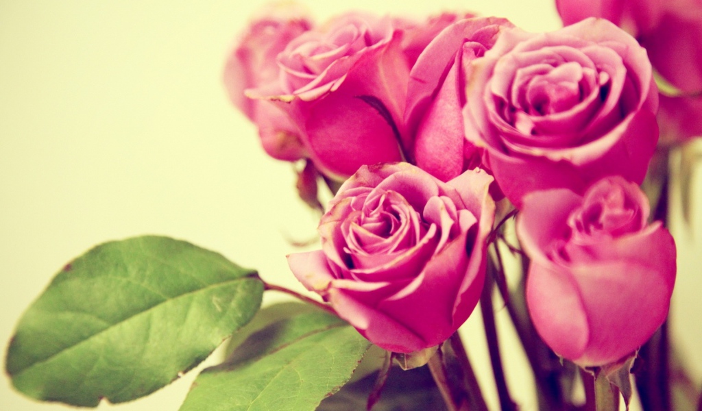 Фиолетовые розы на жёлтом фоне