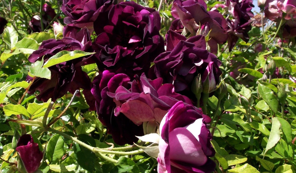 Фиолетовые розы на траве