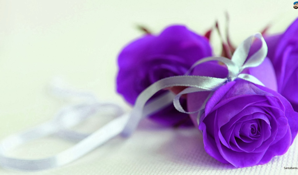 Фиолетовые розы с серебристой ленточкой