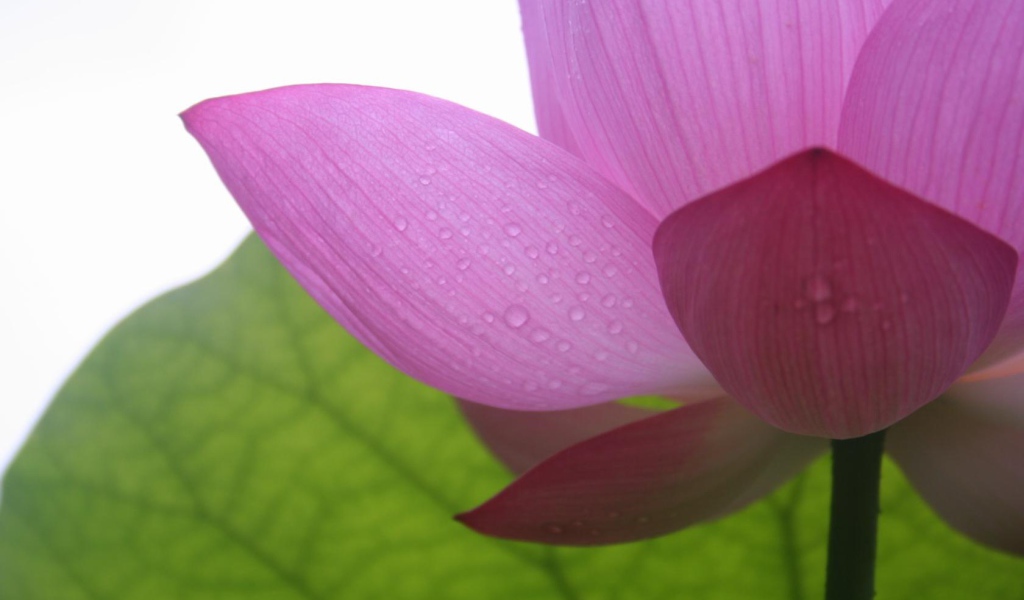 Фиолетовый в тени