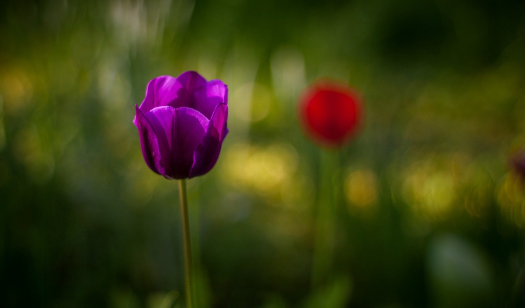 Фиолетовый тюльпан