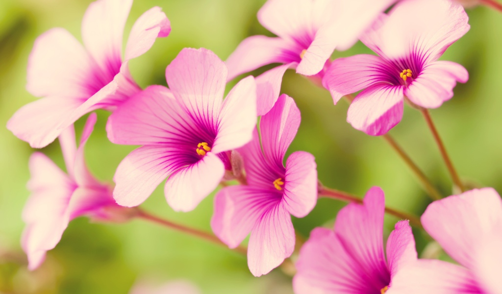 Фиолетовая вербена