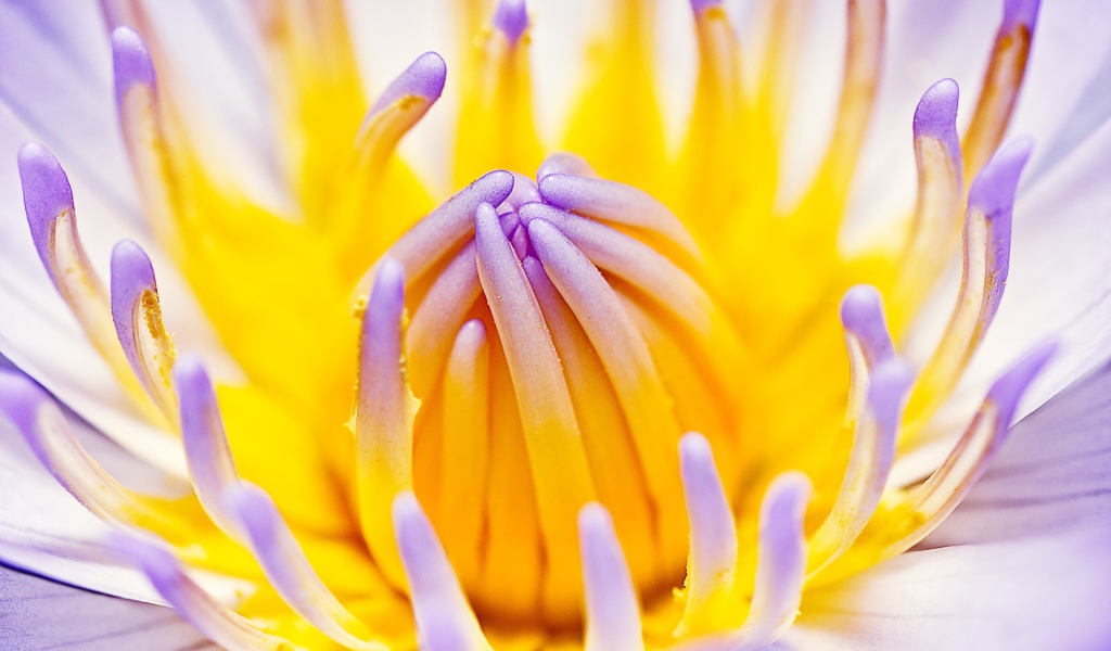 Фиолетовая водная лилия