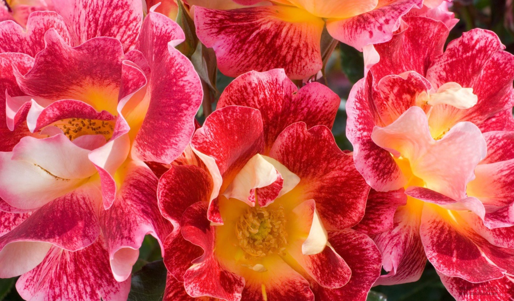 Красные и розовые цветы