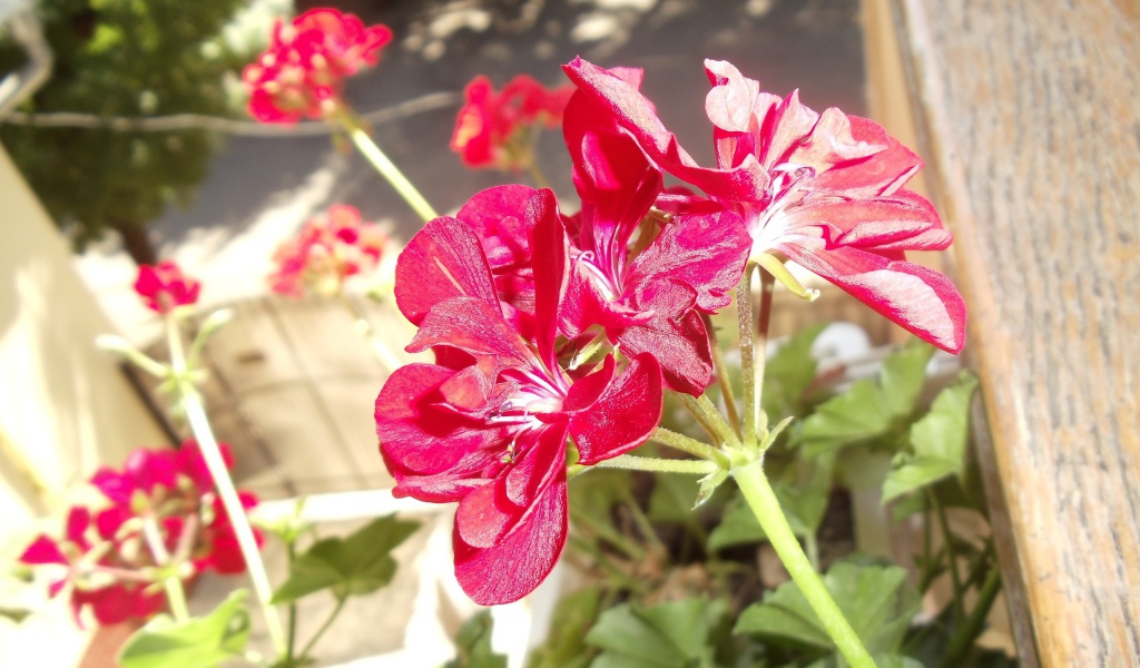 Красные блестящие цветы