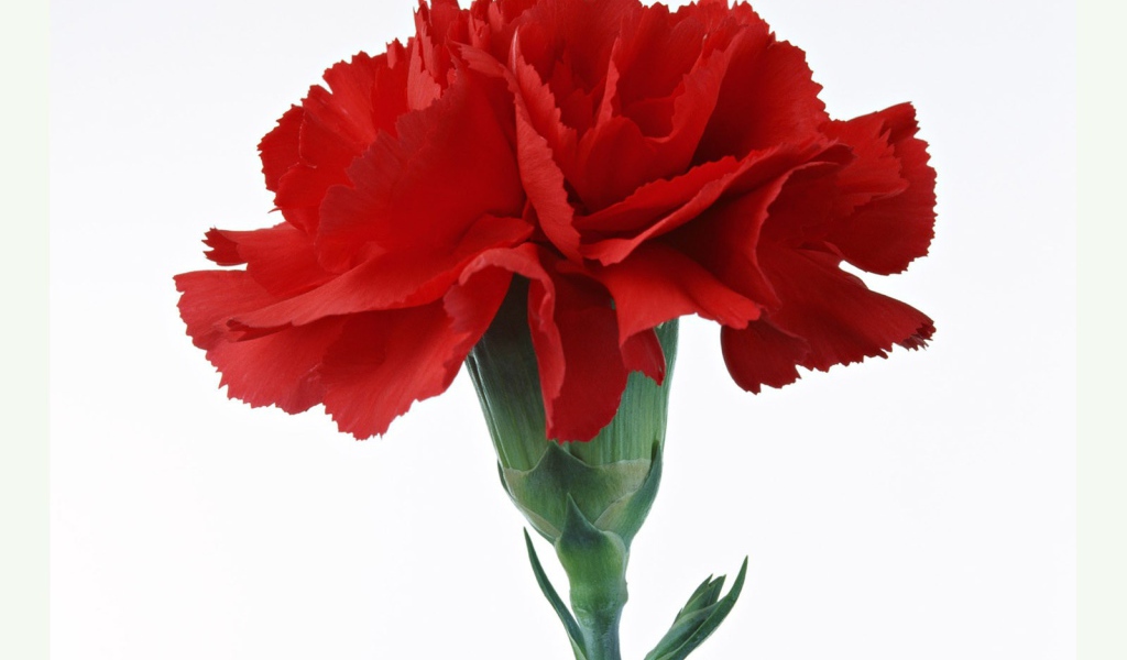 Красная гвоздика
