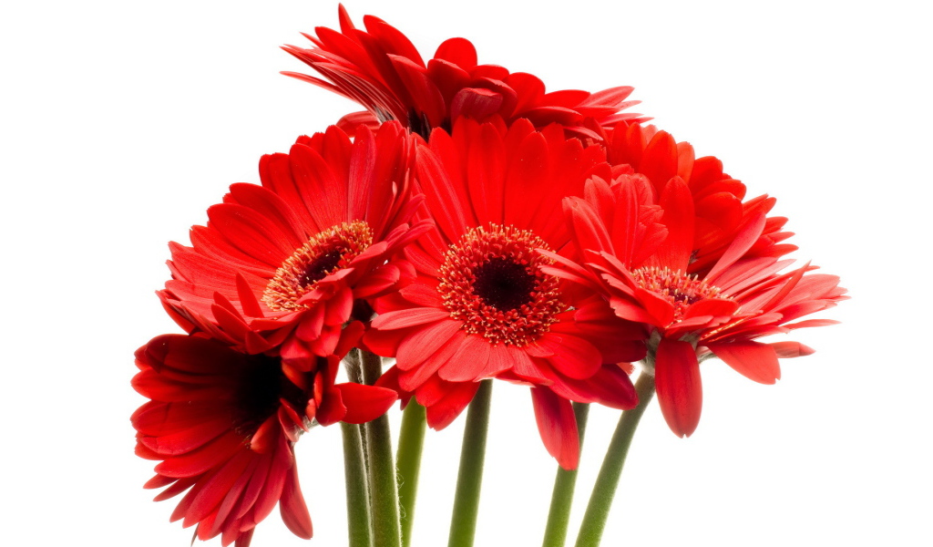 Красные цветы