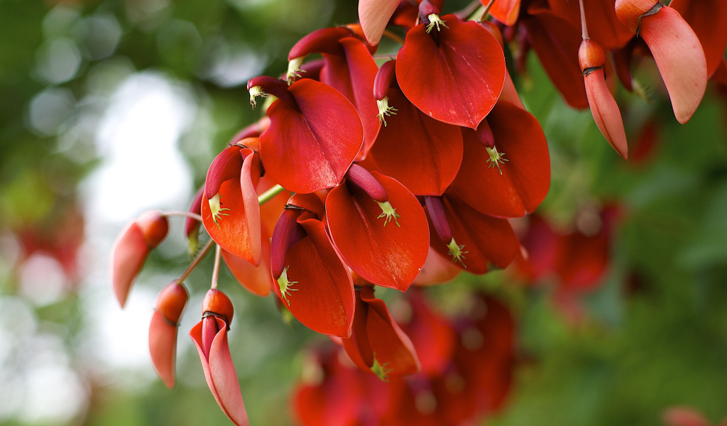 Красные цветы на ветке 