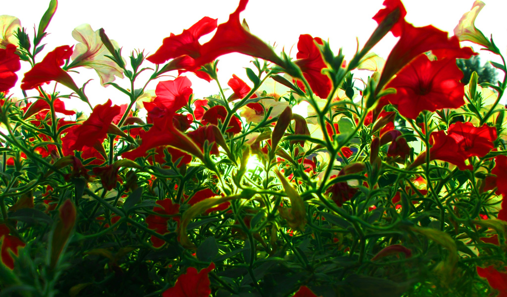 Красные цветы на зеленой траве