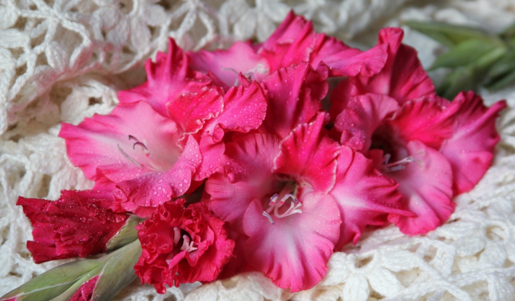 Красные гладиолусы на скатерти