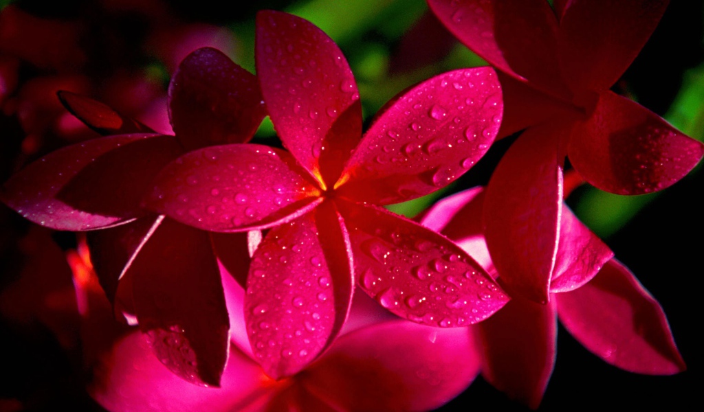 Цветы красной плюмерии