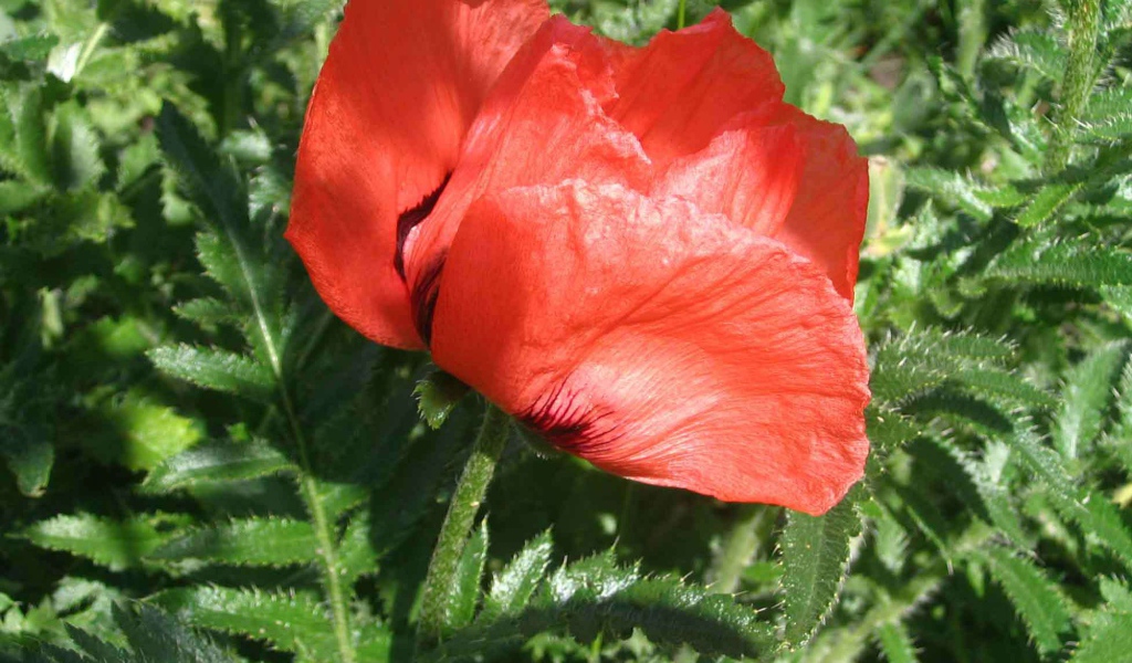 Красный мак расцвел в саду