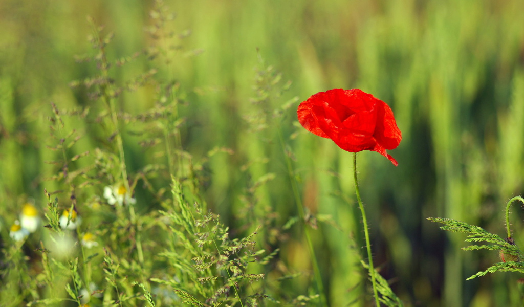 Красный цветок мака на поле