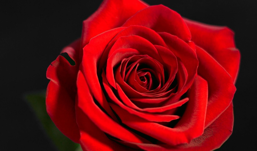 Красная роза