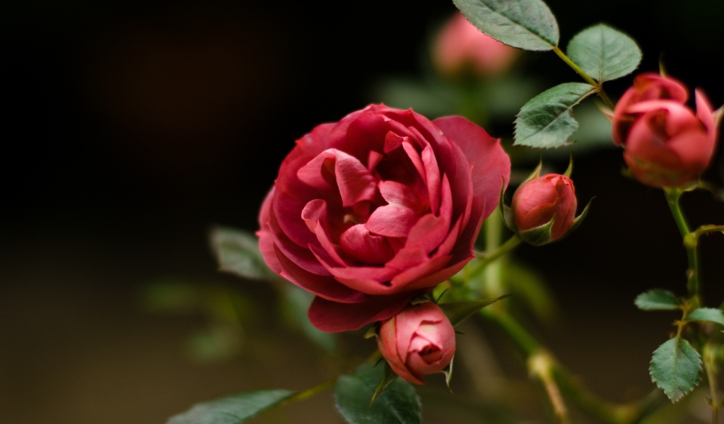 Красная роза и бутоны