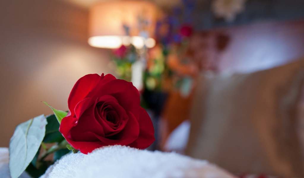 Красная роза в комнате