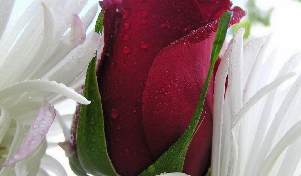 Красная роза в белых листьях